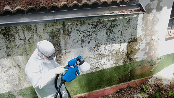 Trusted Commercial Mold Remediation service in Linden, AZ - Cheap Mold Removal